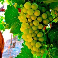 Muscat