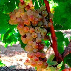 Muscat de Frontignan